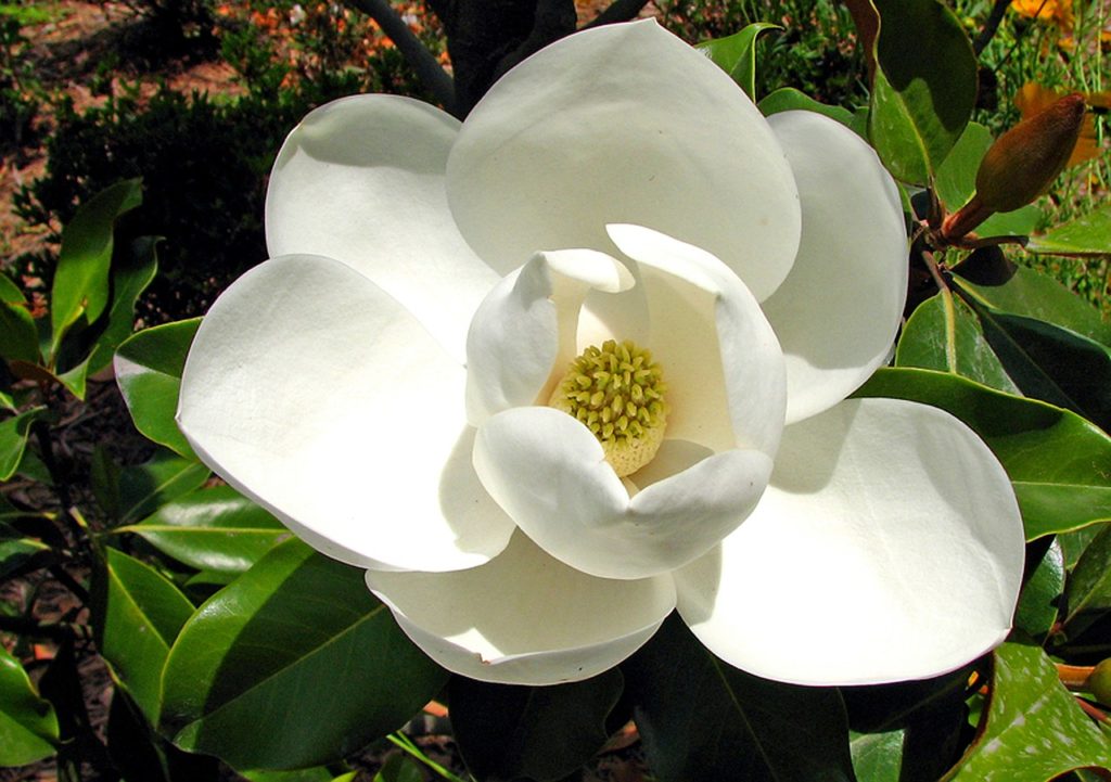 magnolia, macro, white